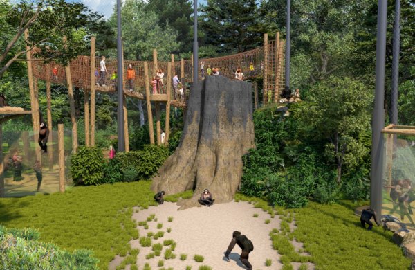 chimpansee verblijf dierenpark amersfoort